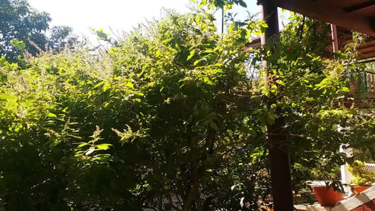 तुलसी का पौधा रखने के लिए कौन सी दिशा है सही, जानें सही डायरेक्शन