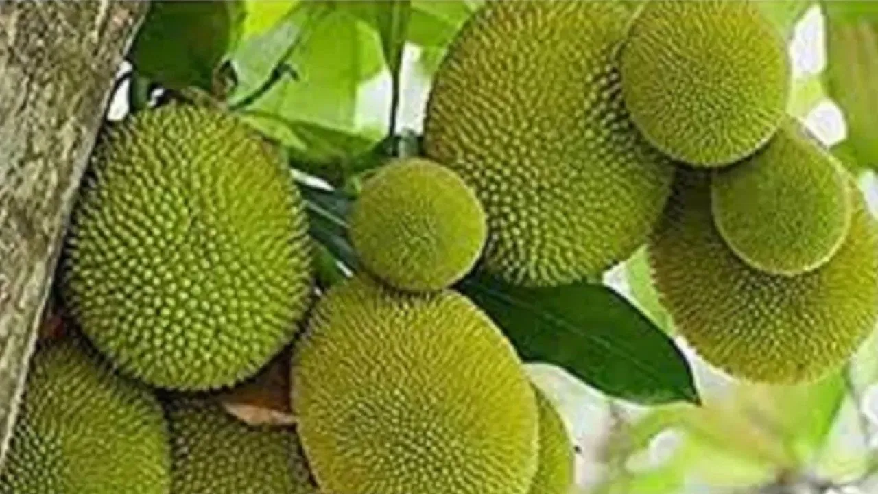 पेट दर्द, उल्टी फिर बुखार, कटहल खाने से 20 बीमार… हॉस्पिटल में चल रहा इलाज